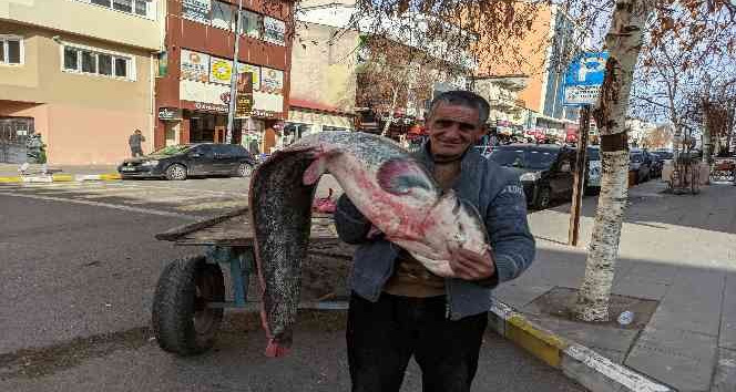 Kura nehrinde boyu kadar yayın balığı tuttu