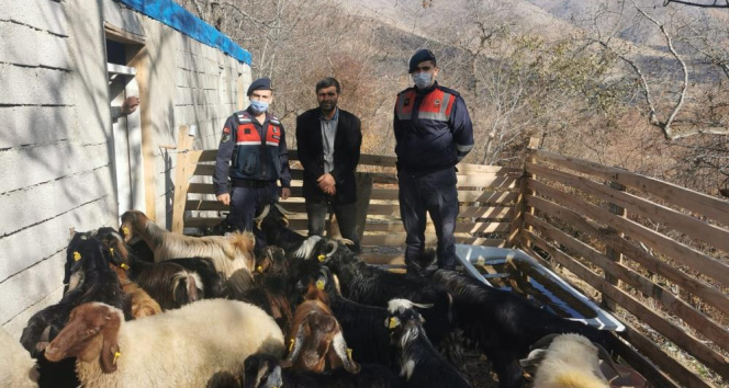 Jandarma kaybolan hayvanları drone ile bulup malikine teyit etti