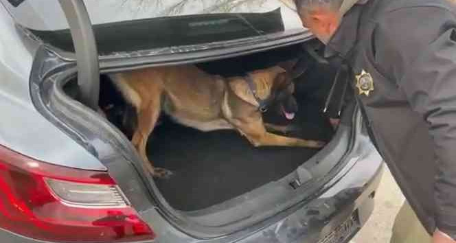 Narkotik köpeği ‘Bella’ tespit etti, polisler ele geçirdi