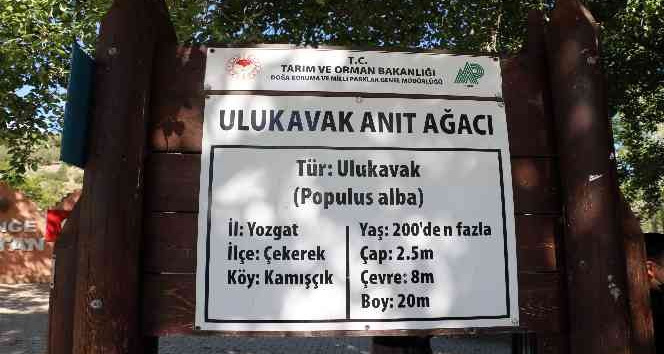 Yozgat’taki anıt ağaçlar zamana meydan okuyor