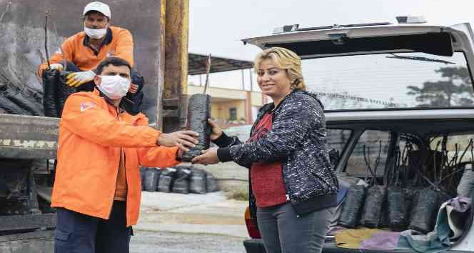 Büyükşehir Belediyesi 638 üreticiye 19 bin 690 ceviz fidanı dağıtıyor