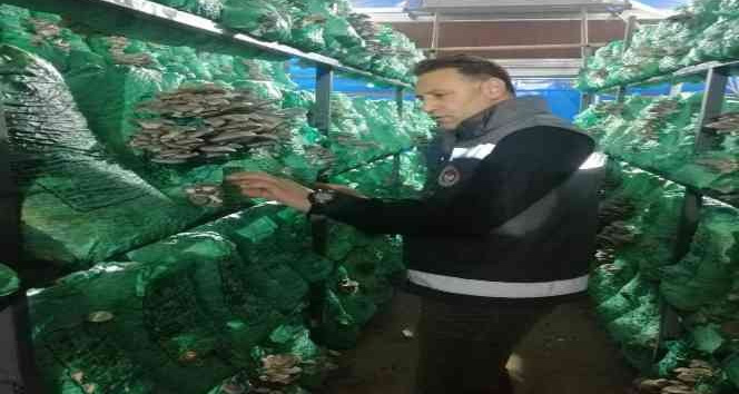 Kırklareli’nde istiridye mantarı üretimi artıyor