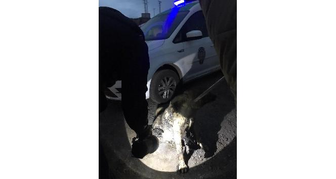Ardahan Belediyesi Veteriner Müdürlüğü ekipleri sokak hayvanlarının imdadına yetişiyor