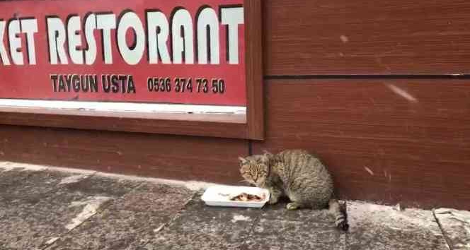 Sevimli kedi lokantanın kapısını açıp böyle girmeye çalıştı