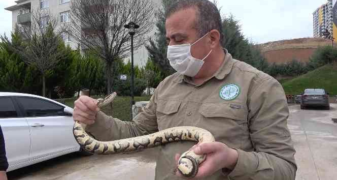 TikTok’tan paylaştığı piton yılanı başına dert oldu: 8 bin 692 lira ceza yedi