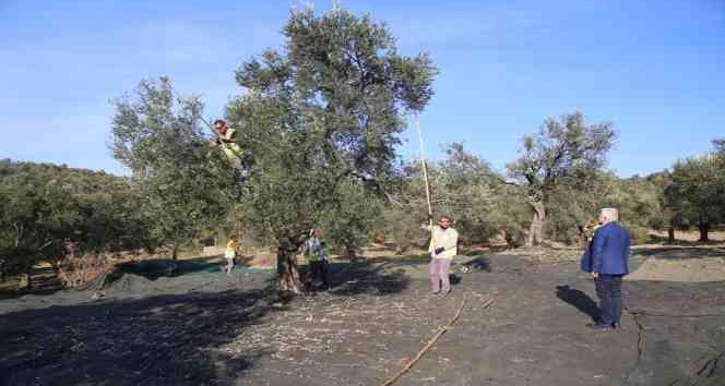 Burhaniye Belediyesi erken hasat zeytinyağı satışına başladı