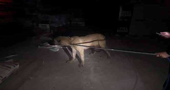 Mahalle bekçilerinin bulduğu yaralı köpek tedaviye alındı