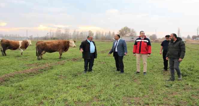 Süt otu ekim alanında inceleme