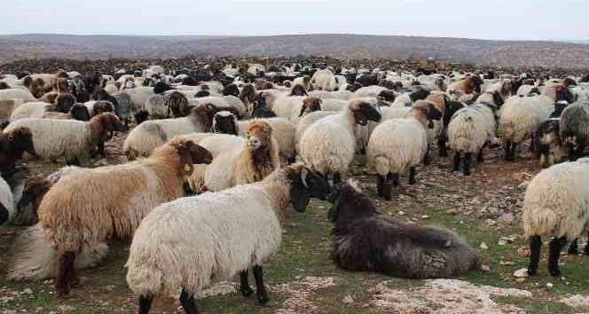 Göçerler 400 kilometrelik zorlu yolculuğu 80 günde tamamladı