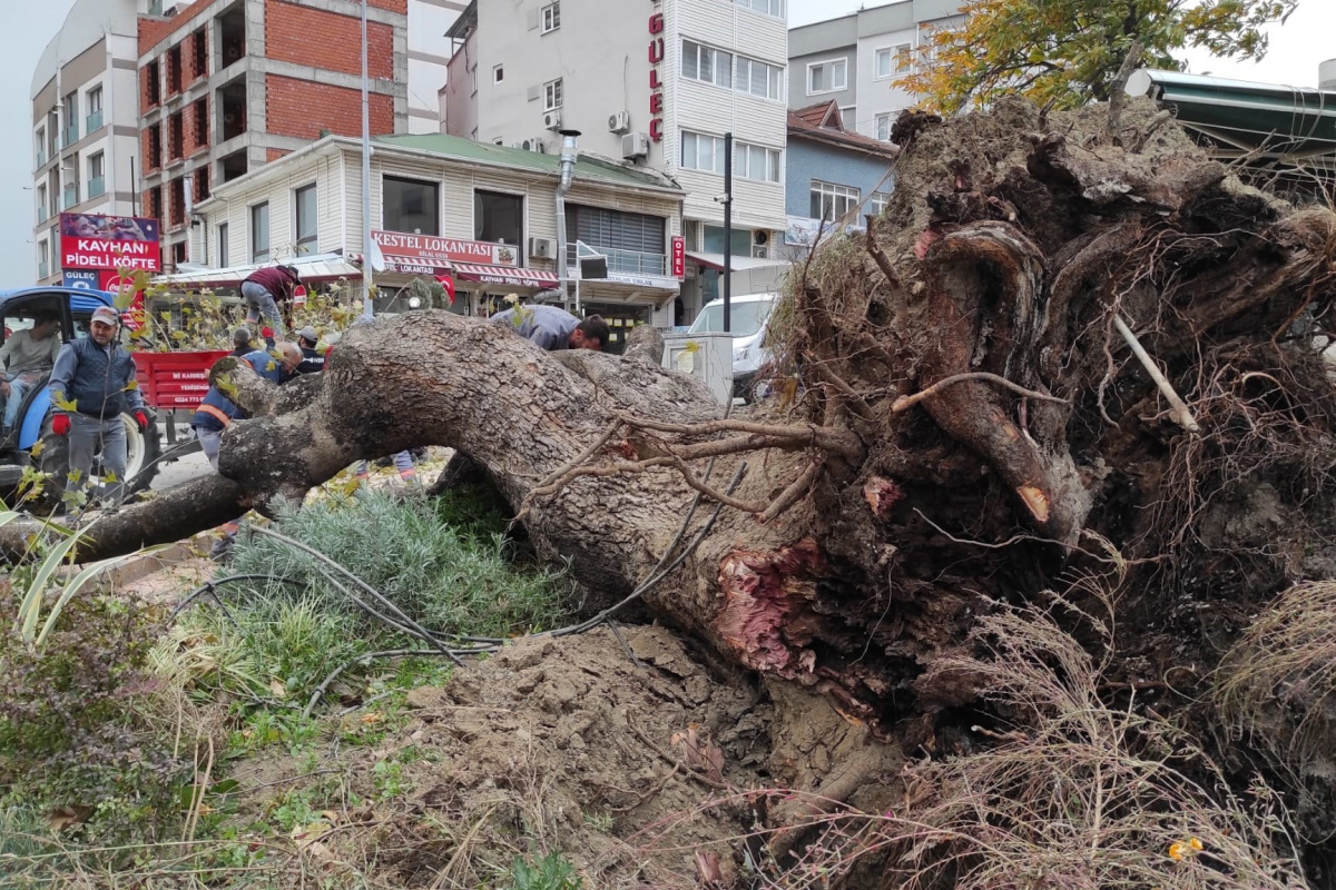 Bursa'da şiddetli lodos 270 yıllık çınar ağacını devirdi
