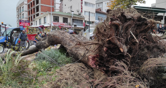 Bursada şiddetli lodos 270 yıllık çınar ağacını devirdi