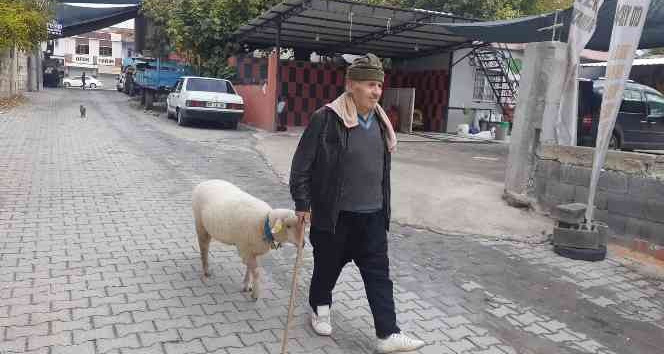 Yavruyken alıp beslediği koyun sahibinin peşini bir an olsun bırakmıyor