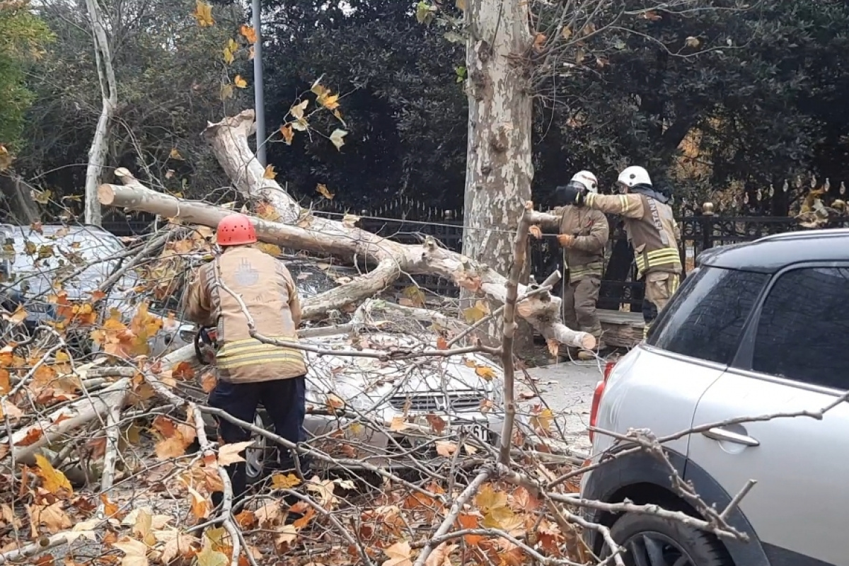 Beşiktaş'ta şiddetli rüzgarla devrilen ağaç, otomobilin üzerine düştü