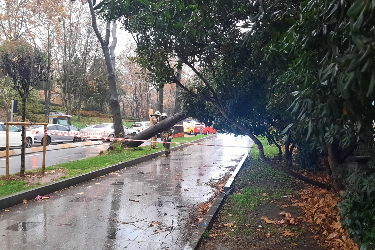 Maçka Parkı girişinde ağaç devrildi: Trafik durma noktasına geldi