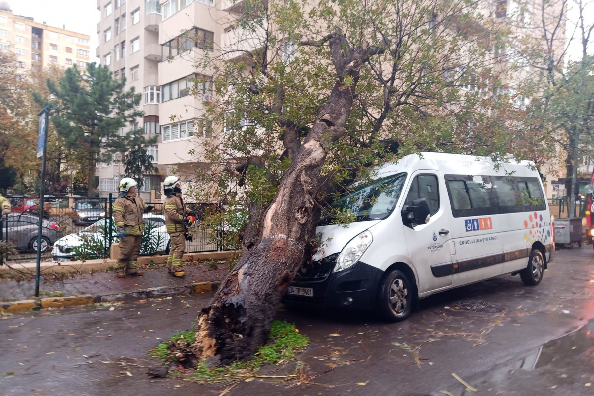 Kadıköy'de kopan ağaç park halindeki İBB aracının üzerine devrildi