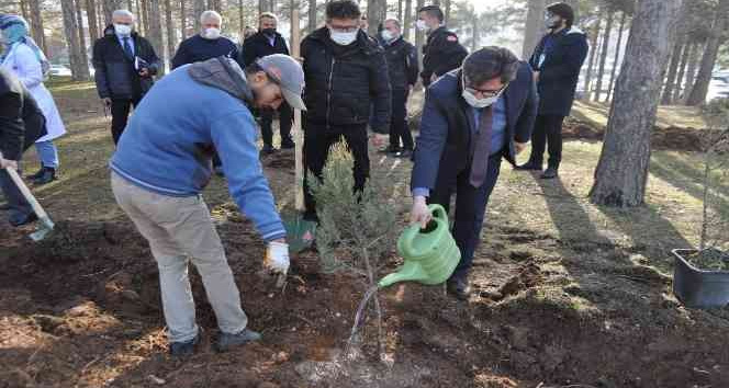 Ömrünü dolduran ağaçların yerine yenileri dikildi