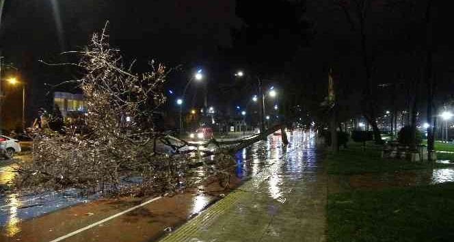 Ordu’da fırtına ağaçları devirdi