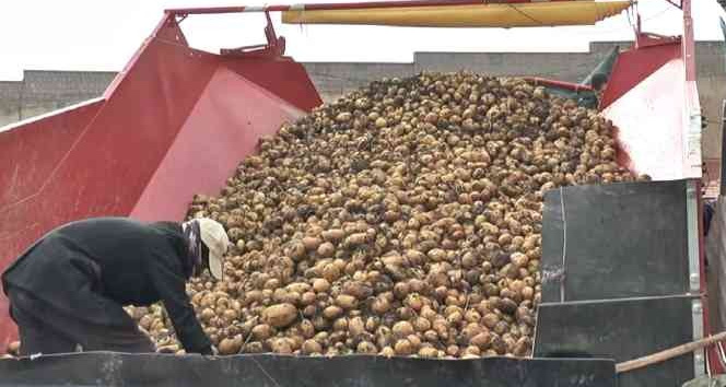 Tarladan sofraya patates