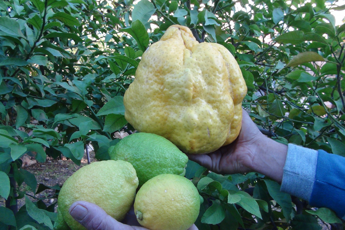 Türkiye'nin en büyük limonu 2 kilo 40 gram