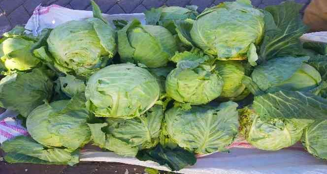 Tescillenmesi istenen Alucra Lahanası üreticinin yüzünü güldürdü