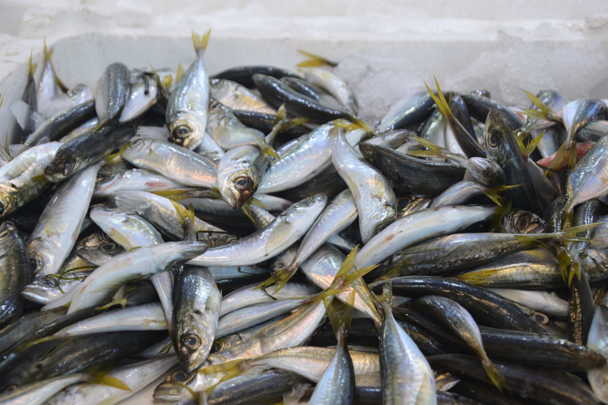 Fırtına balıkçıları vurdu, fiyatlar ikiye katlandı: Hamsi 35 lira