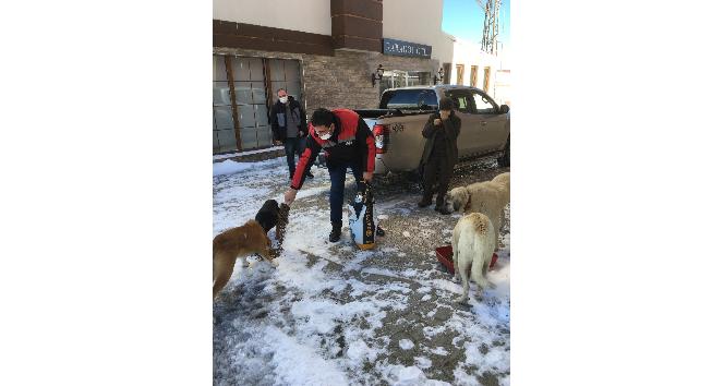 Yaylalarda aç kalan hayvanlar unutulmadı