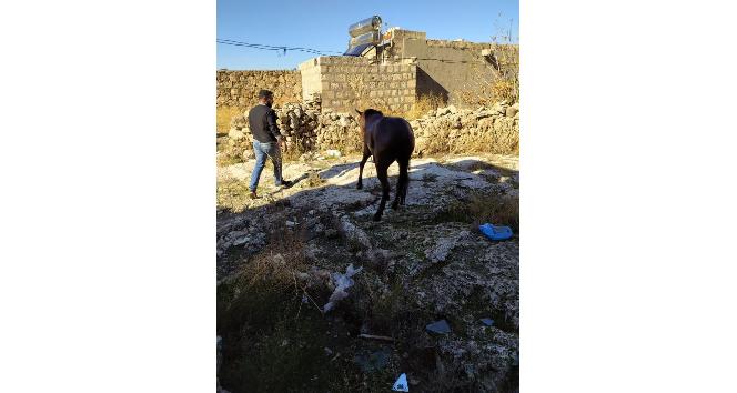 Su ile dolu kuyuya düşen at kurtarıldı