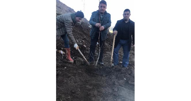 ASAD’dan fidan dikim etkinliği
