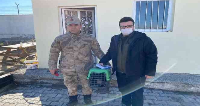 Tedavisi yapılan atmaca doğaya bırakıldı