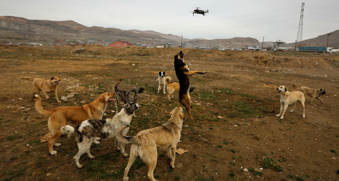 Köpeklerin drone ile sınavı kamerada