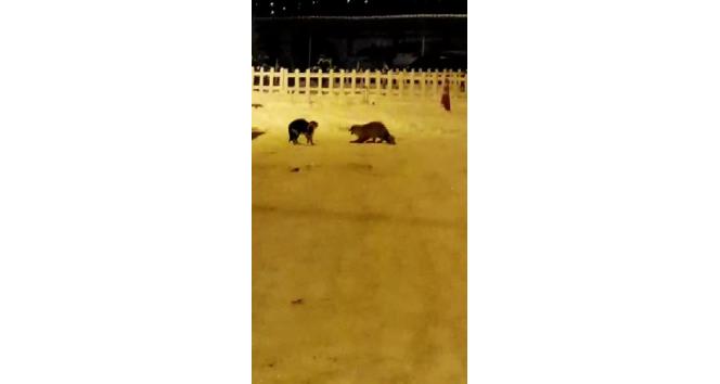 Tilki ve kedinin kavgası gülümsetti