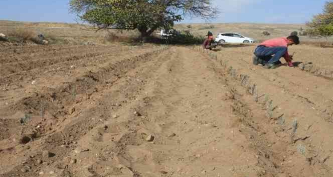 Yozgat’ta Lavanta dikimi yapıldı