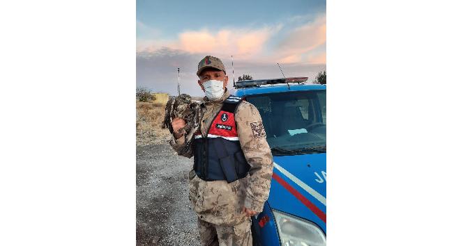 Yaralı şahin tedavi altına alındı