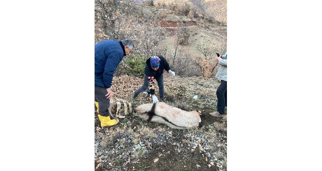 Tunceli’de köpeklerin saldırısına uğrayan yaban keçisi, tedavisi yapılarak doğaya bırakıldı