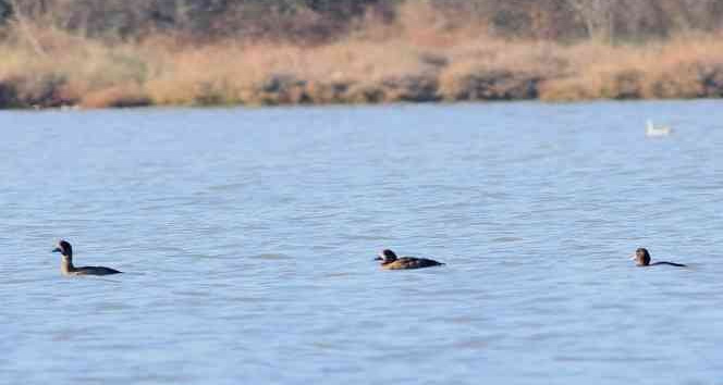 11 yıl sonra Hersek lagününde görüntülendi