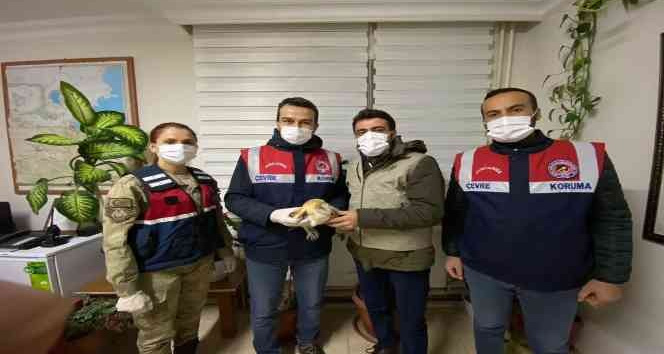 Bitlis’te peçeli baykuş DKMP’ye teslim edildi