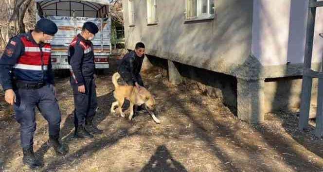 Köpek dövüştürenler jandarmaya yakalandı