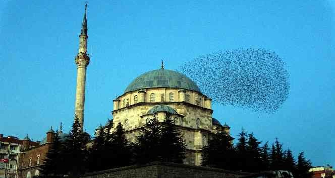 Sığırcık sürüsü ezan sesi ile mest etti