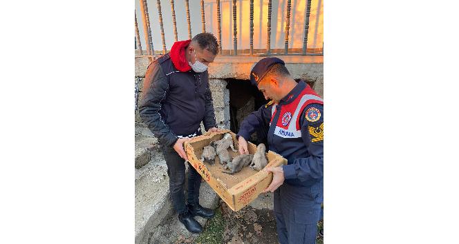 Bingöl’de jandarma, 8 yavru ve anne köpeği donmak üzereyken kurtardı