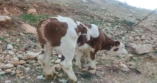 Kuyruksuz dünyaya gelen buzağı görenleri şaşırttı