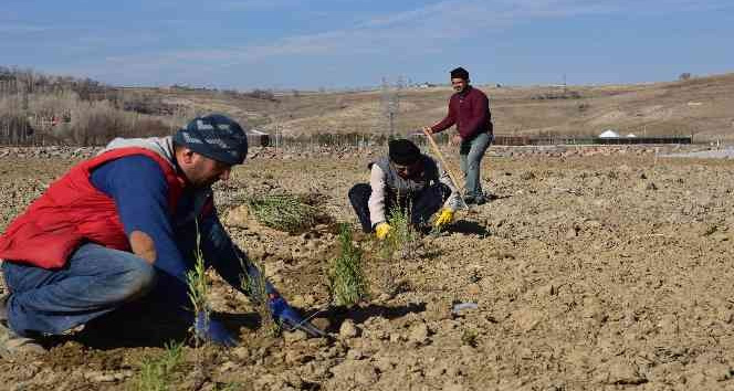 Ahlat Lavanta Parkı Projesi fotoğraf turizmine katkı sunacak