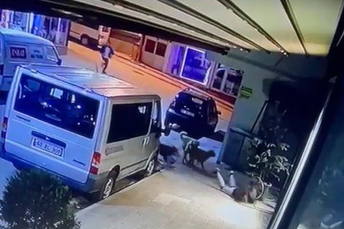 Kız çocuğuna sokak köpekleri saldırdı, o anlar güvenlik kameralarına yansıdı