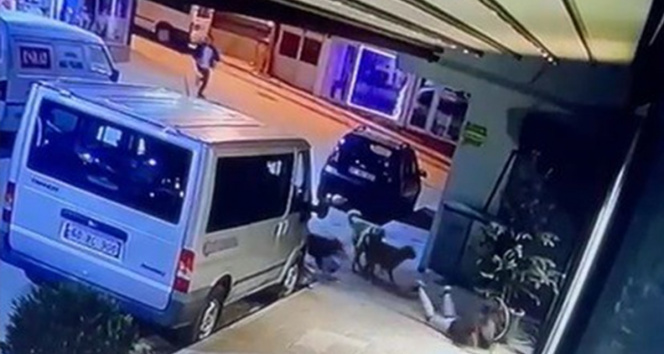 Kız çocuğuna sokak köpekleri saldırdı, o anlar güvenlik kameralarına yansıdı