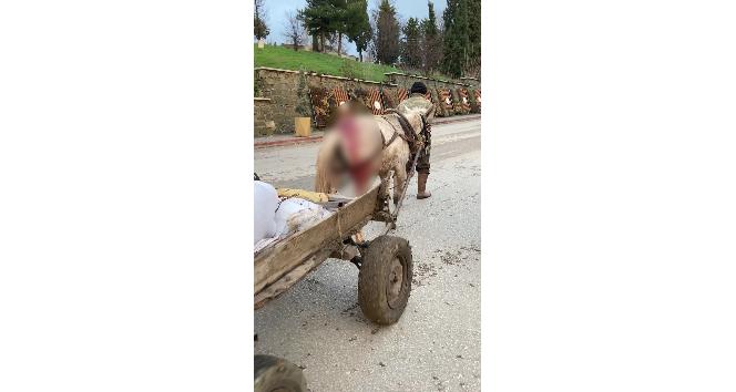 Yaralı haldeki at yük arabasını çekmekte zorlandı, vatandaşlar tepki gösterdi