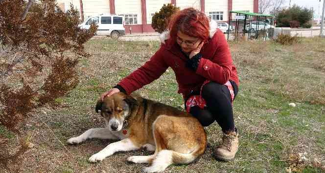 Sokak hayvanları her gün onun yolunu gözlüyor