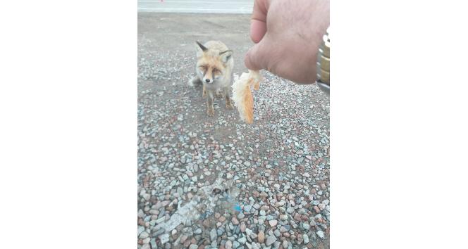 Aç yavru tilki Karayollarına sığındı