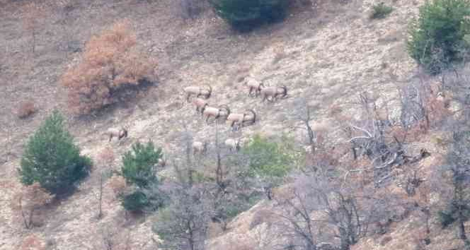 Yaban keçileri doğal yaşam alanlarında görüntülendi
