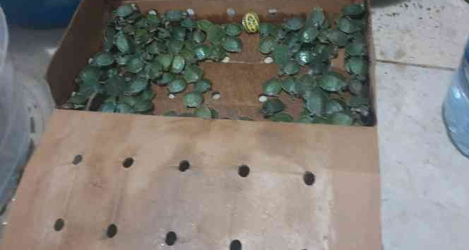 Yurda kaçak yollarla sokulmak istenen bin su kaplumbağası ele geçirildi