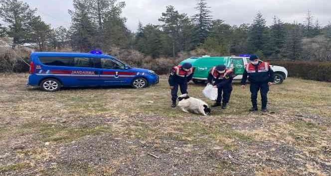 Jandarma ekiplerinden örnek davranış