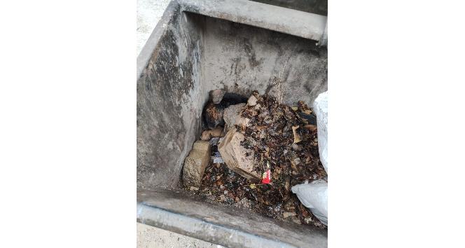 Sokak köpeğini çöpe atarak öldüresiye ezen cani serbest bırakıldı